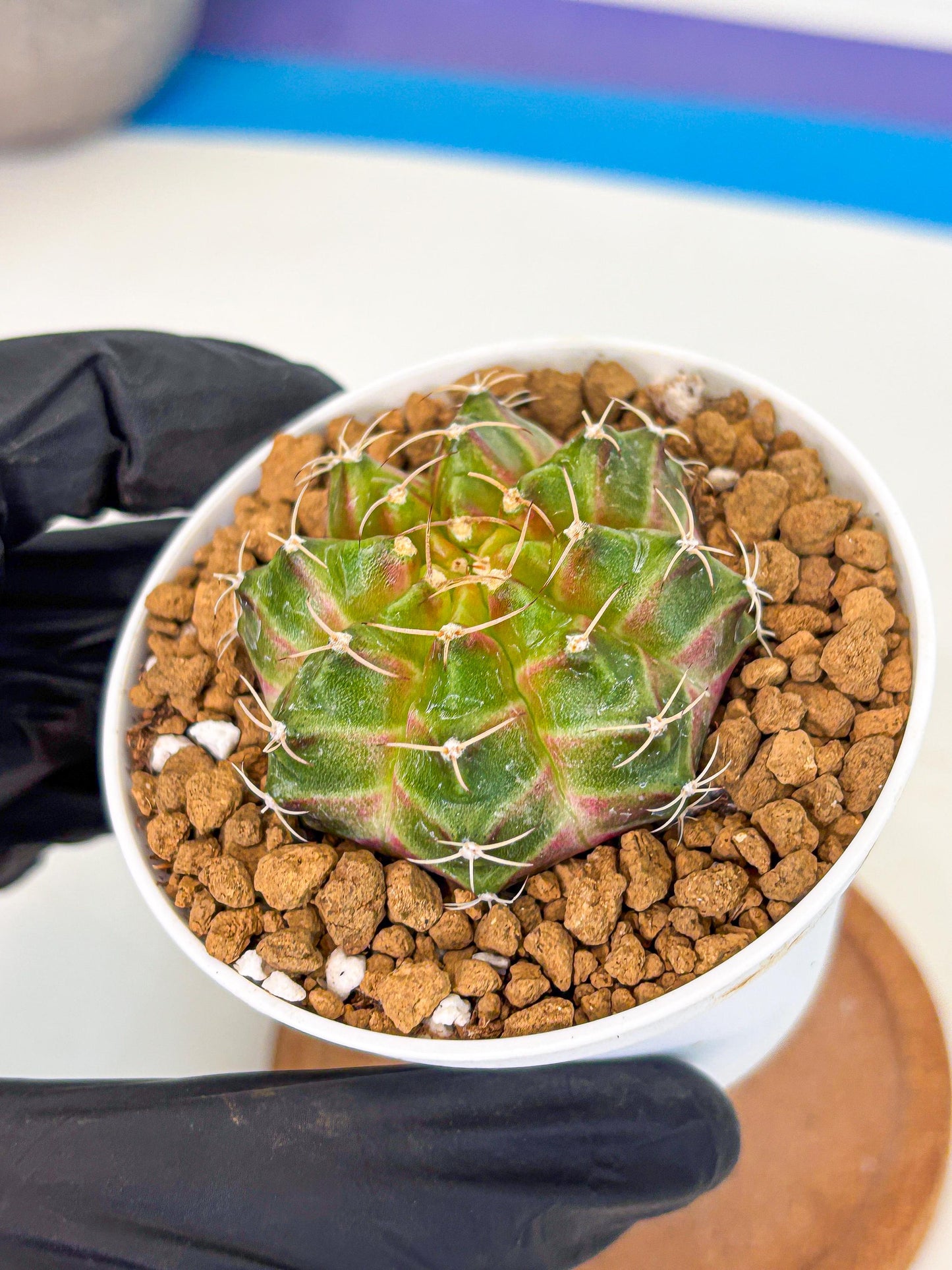 Gymnocalycium Neon (gy13) (p3) | Rare Cactus