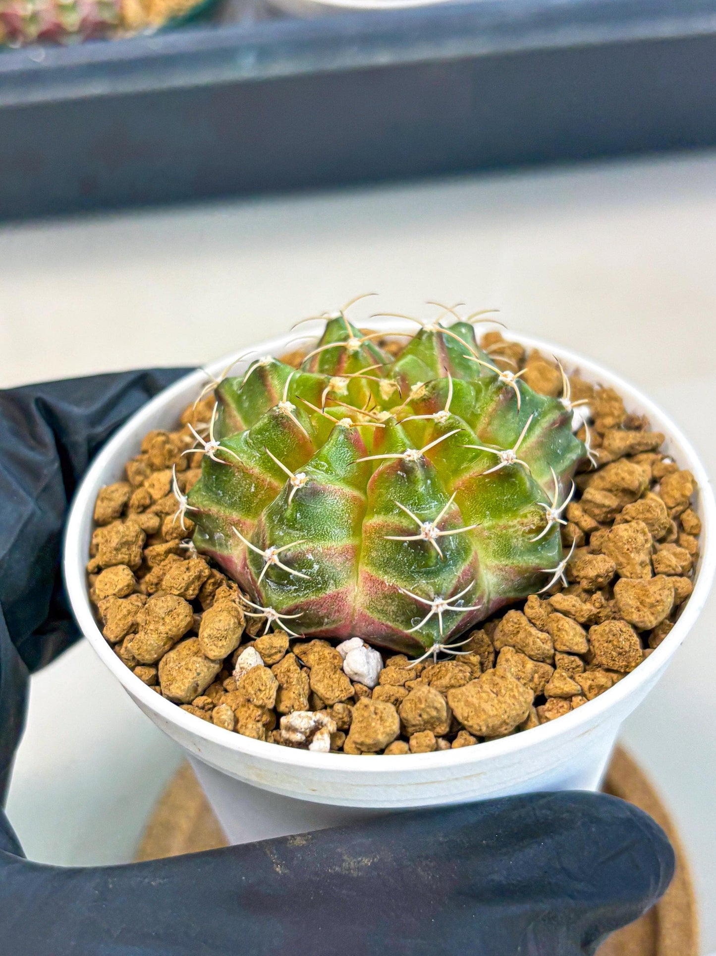 Gymnocalycium Neon (gy13) (p3) | Rare Cactus