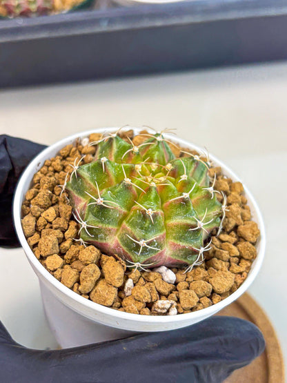 Gymnocalycium Neon (gy13) (p3) | Rare Cactus