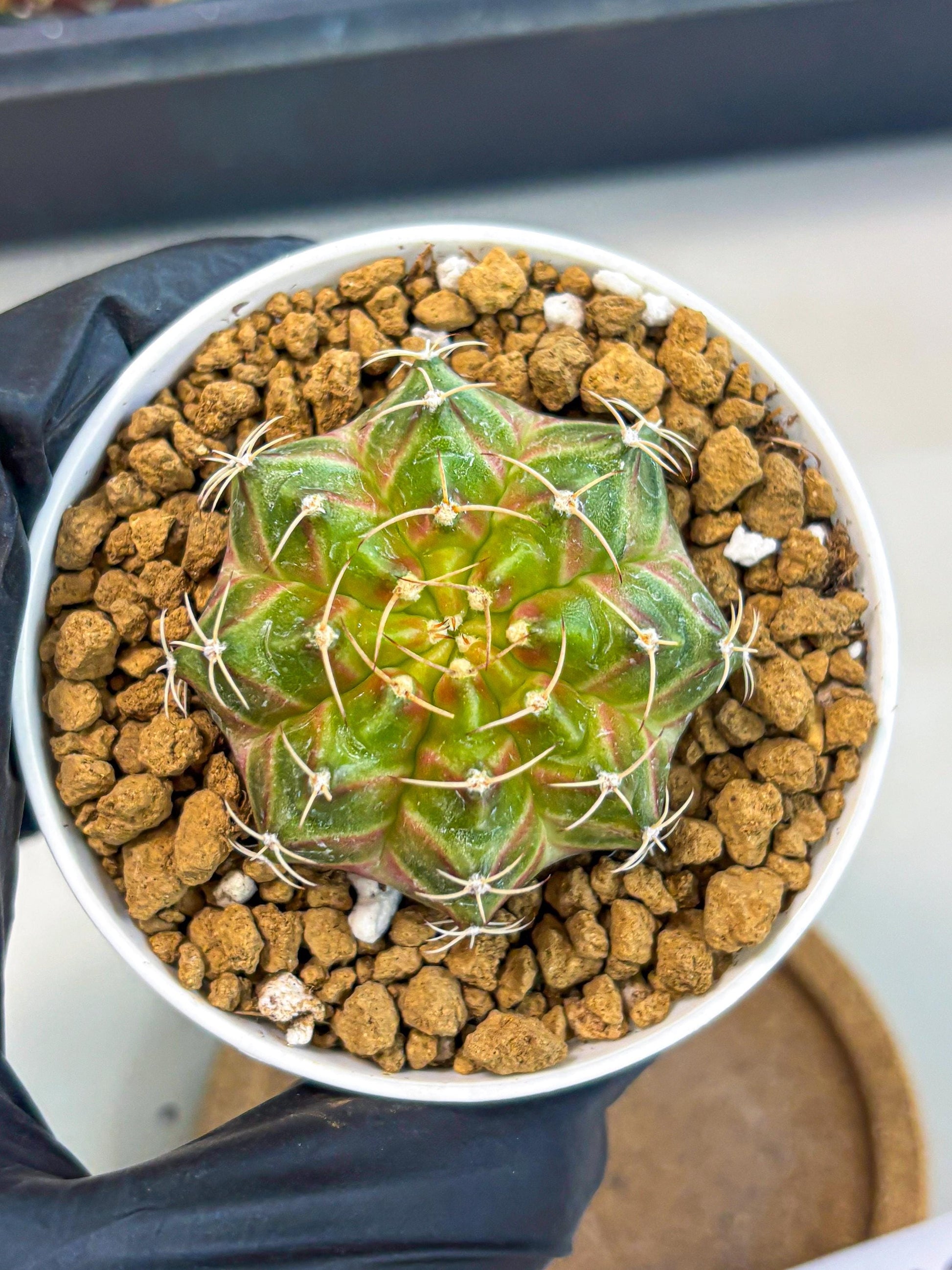 Gymnocalycium Neon (gy13) (p3) | Rare Cactus