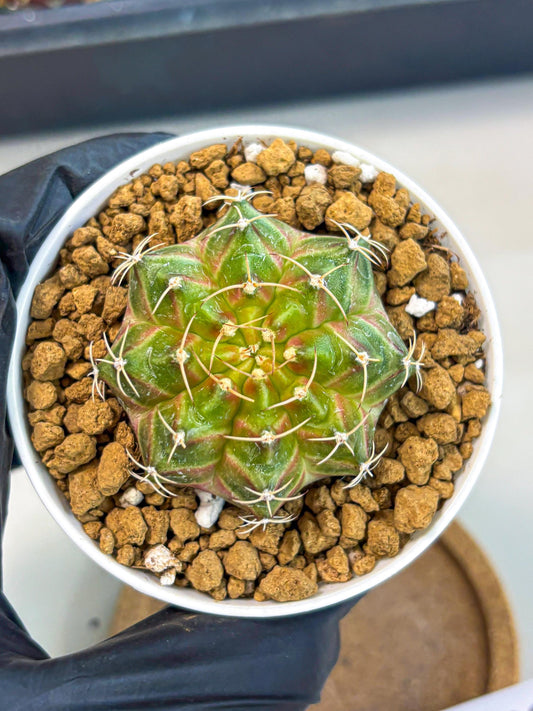 Gymnocalycium Neon (gy13) (p3) | Rare Cactus
