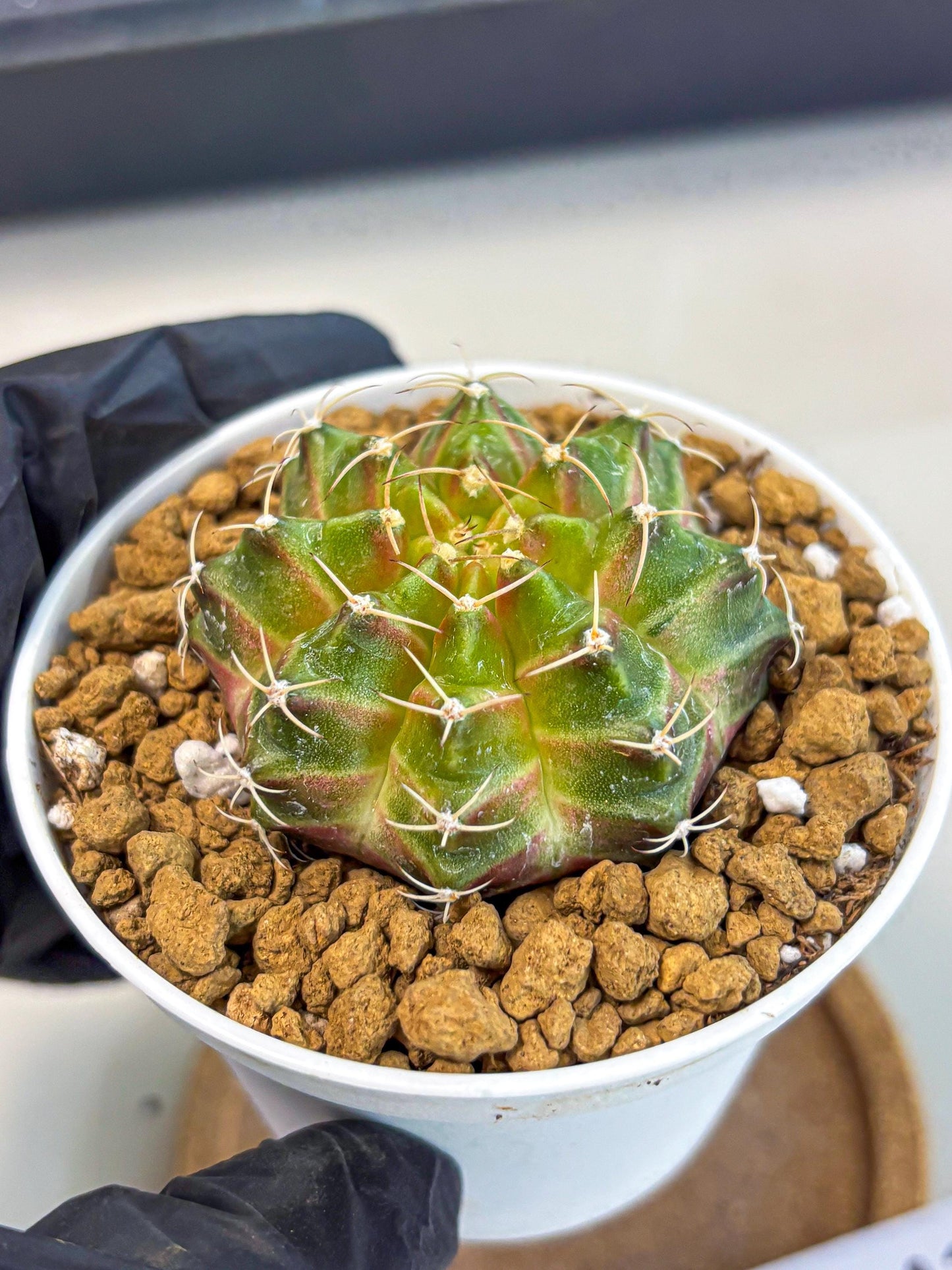 Gymnocalycium Neon (gy13) (p3) | Rare Cactus