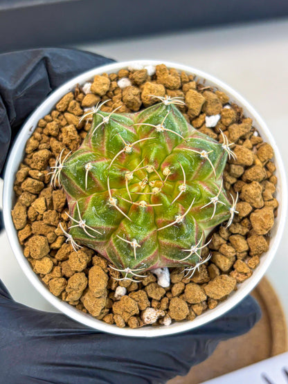 Gymnocalycium Neon (gy13) (p3) | Rare Cactus
