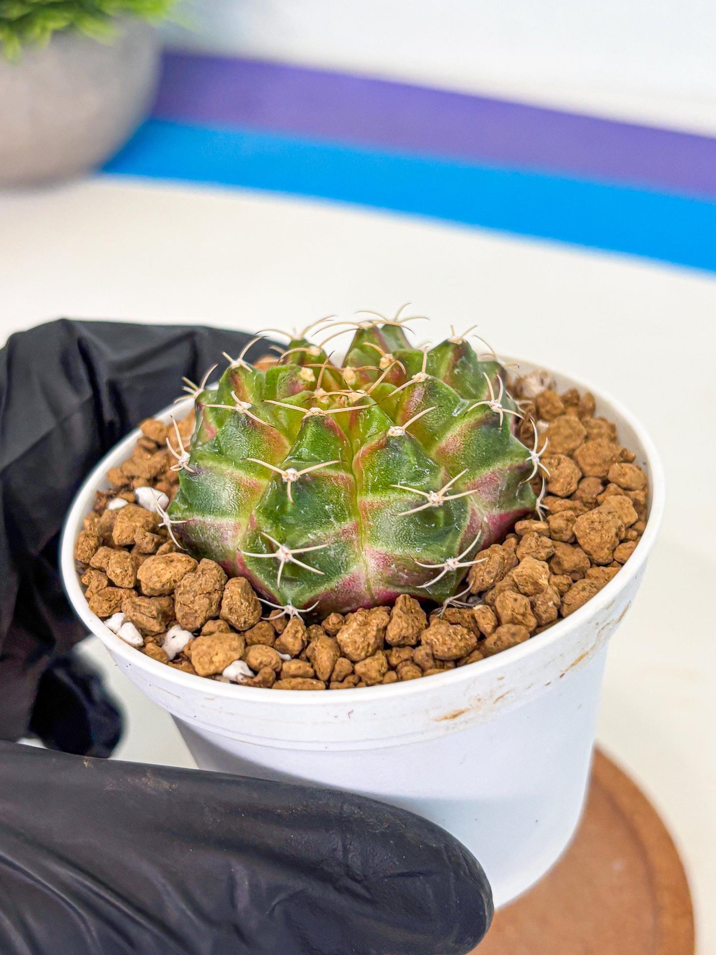 Gymnocalycium Neon (gy13) (p3) | Rare Cactus