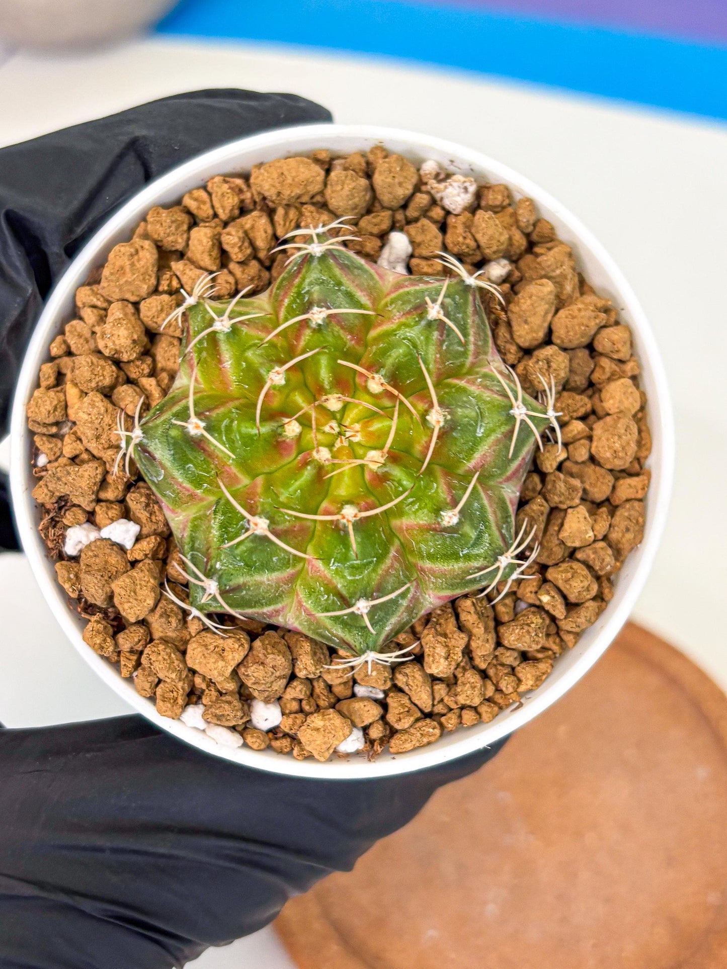 Gymnocalycium Neon (gy13) (p3) | Rare Cactus