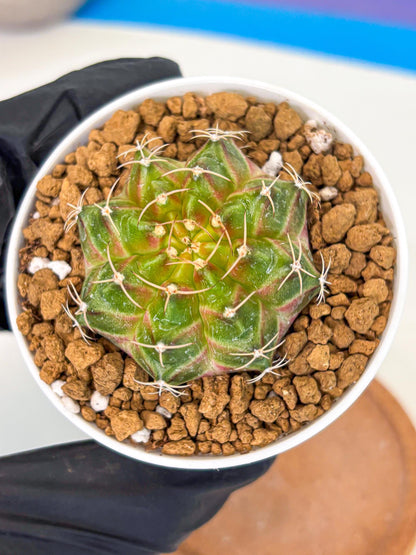Gymnocalycium Neon (gy13) (p3) | Rare Cactus
