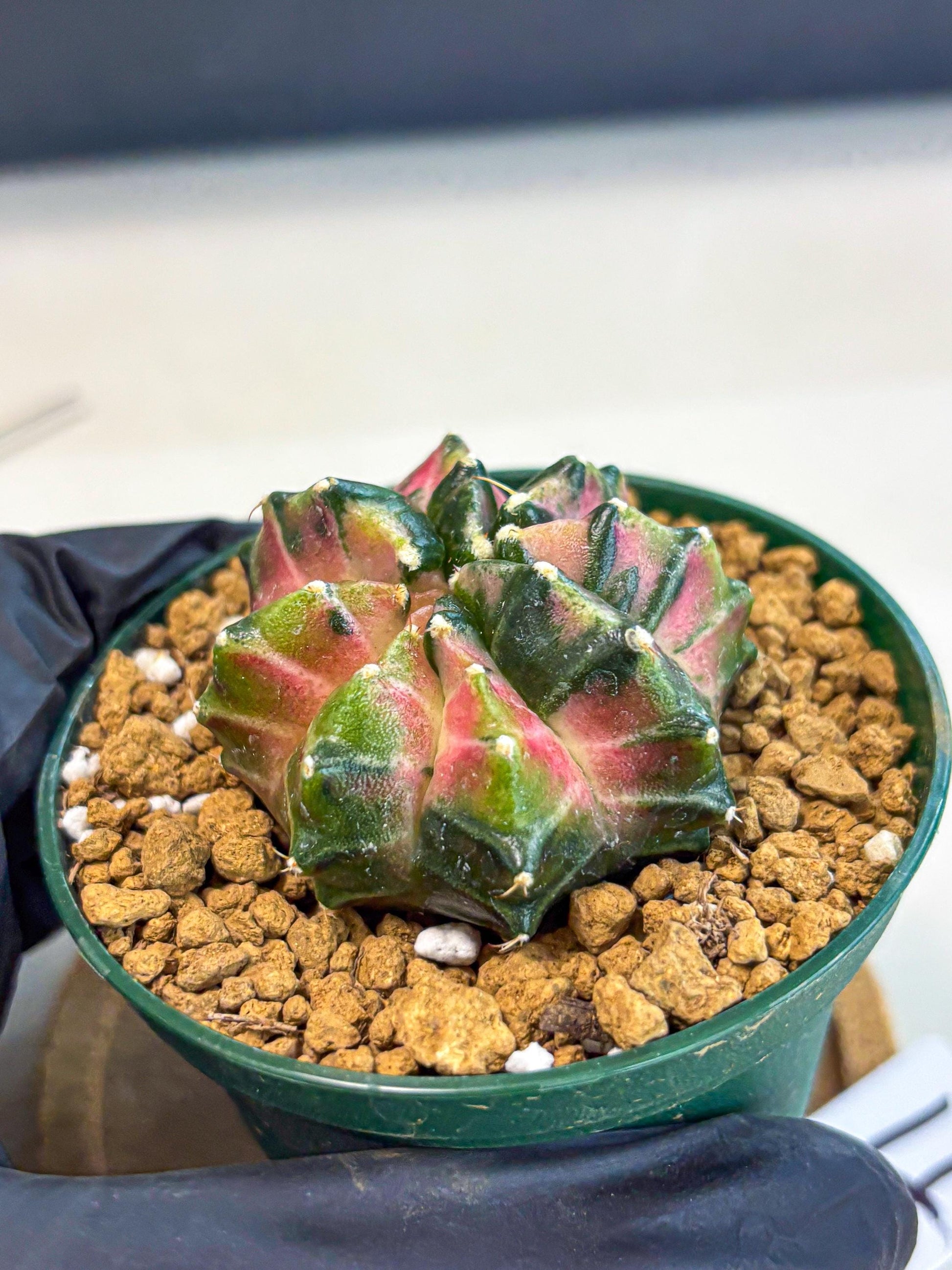 Gymnocalycium Neon (gy13) (p4) | Rare Cactus