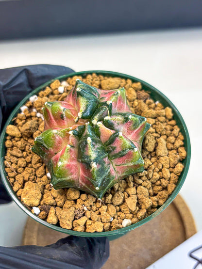 Gymnocalycium Neon (gy13) (p4) | Rare Cactus