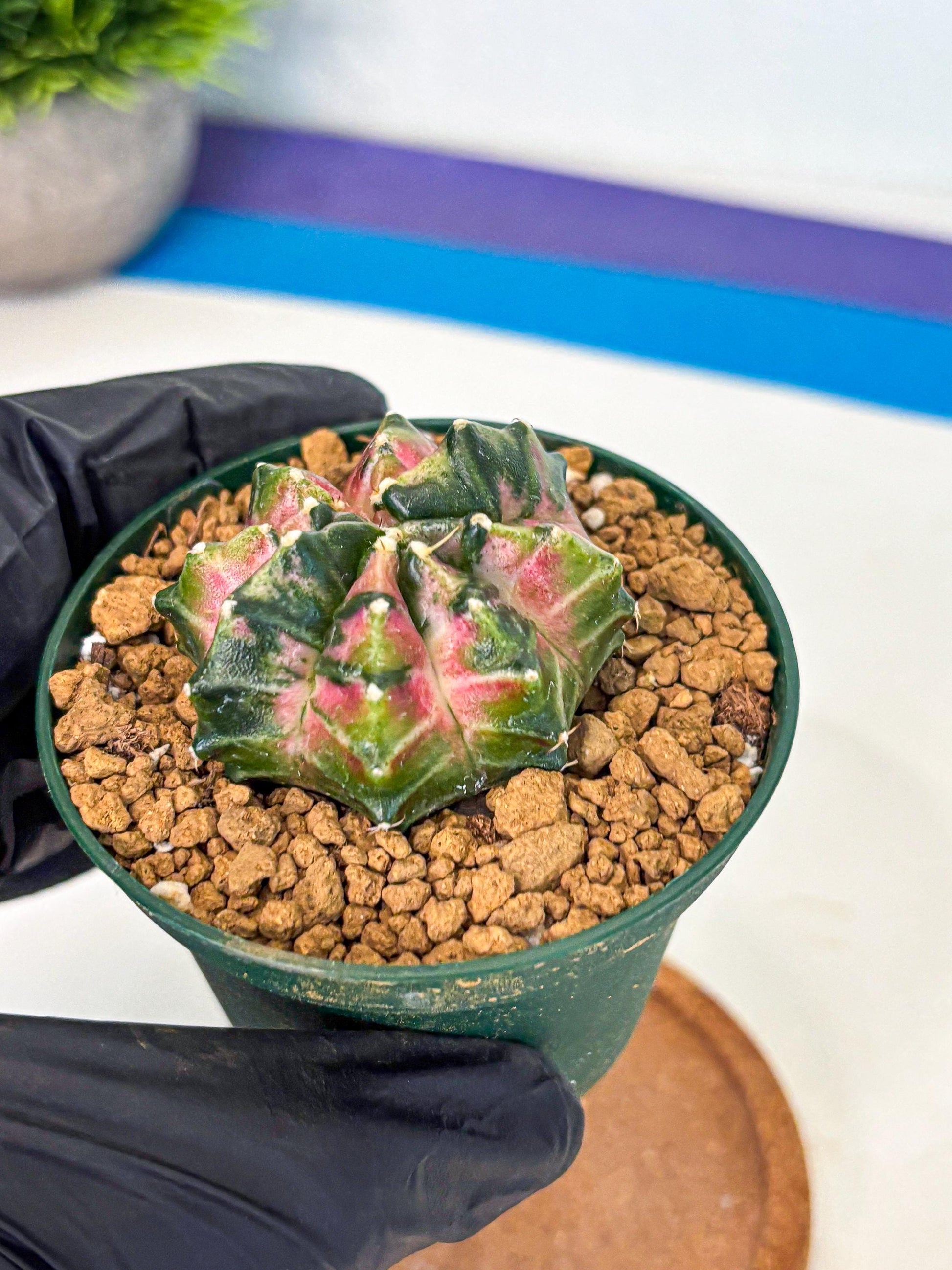 Gymnocalycium Neon (gy13) (p4) | Rare Cactus