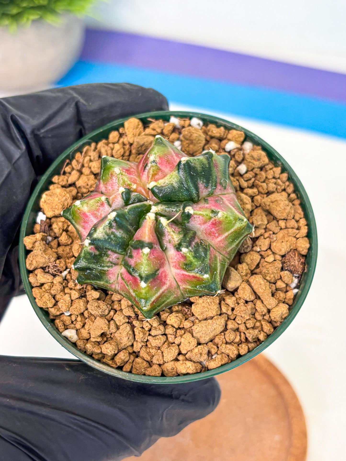 Gymnocalycium Neon (gy13) (p4) | Rare Cactus