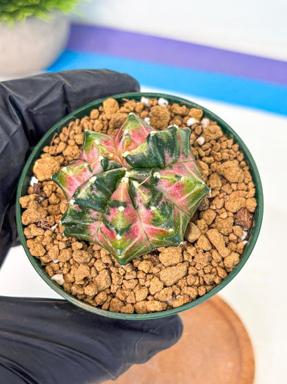 Gymnocalycium Neon (gy13) (p4) | Rare Cactus