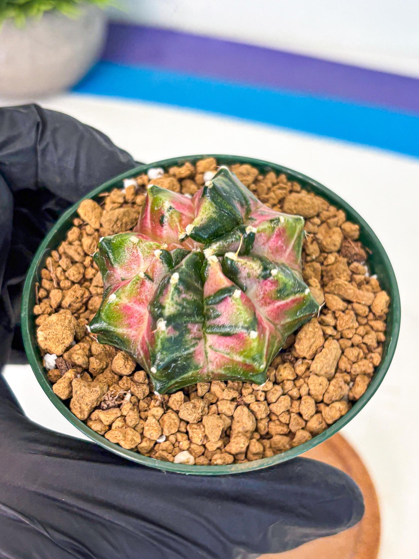 Gymnocalycium Neon (gy13) (p4) | Rare Cactus