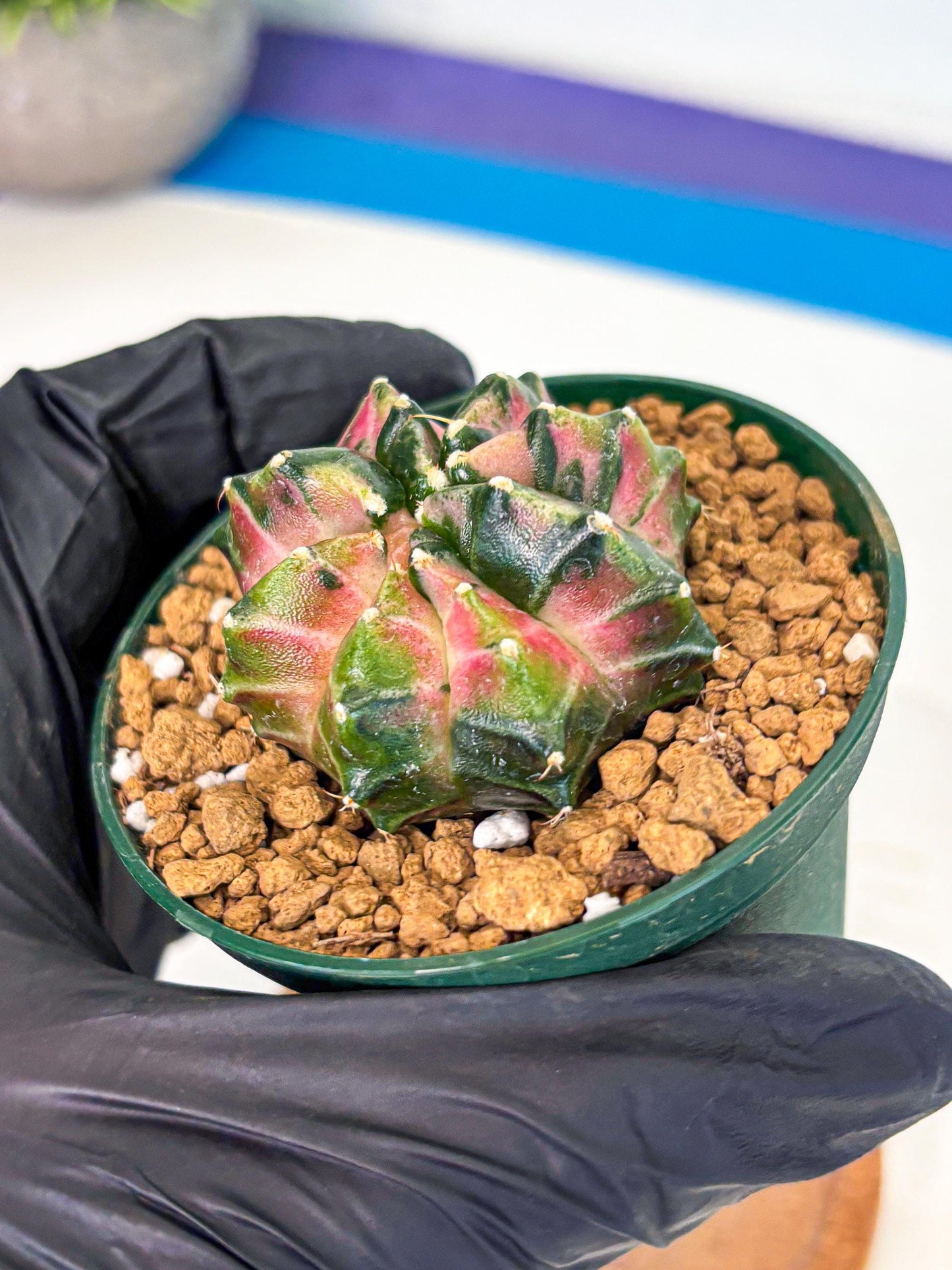 Gymnocalycium Neon (gy13) (p4) | Rare Cactus