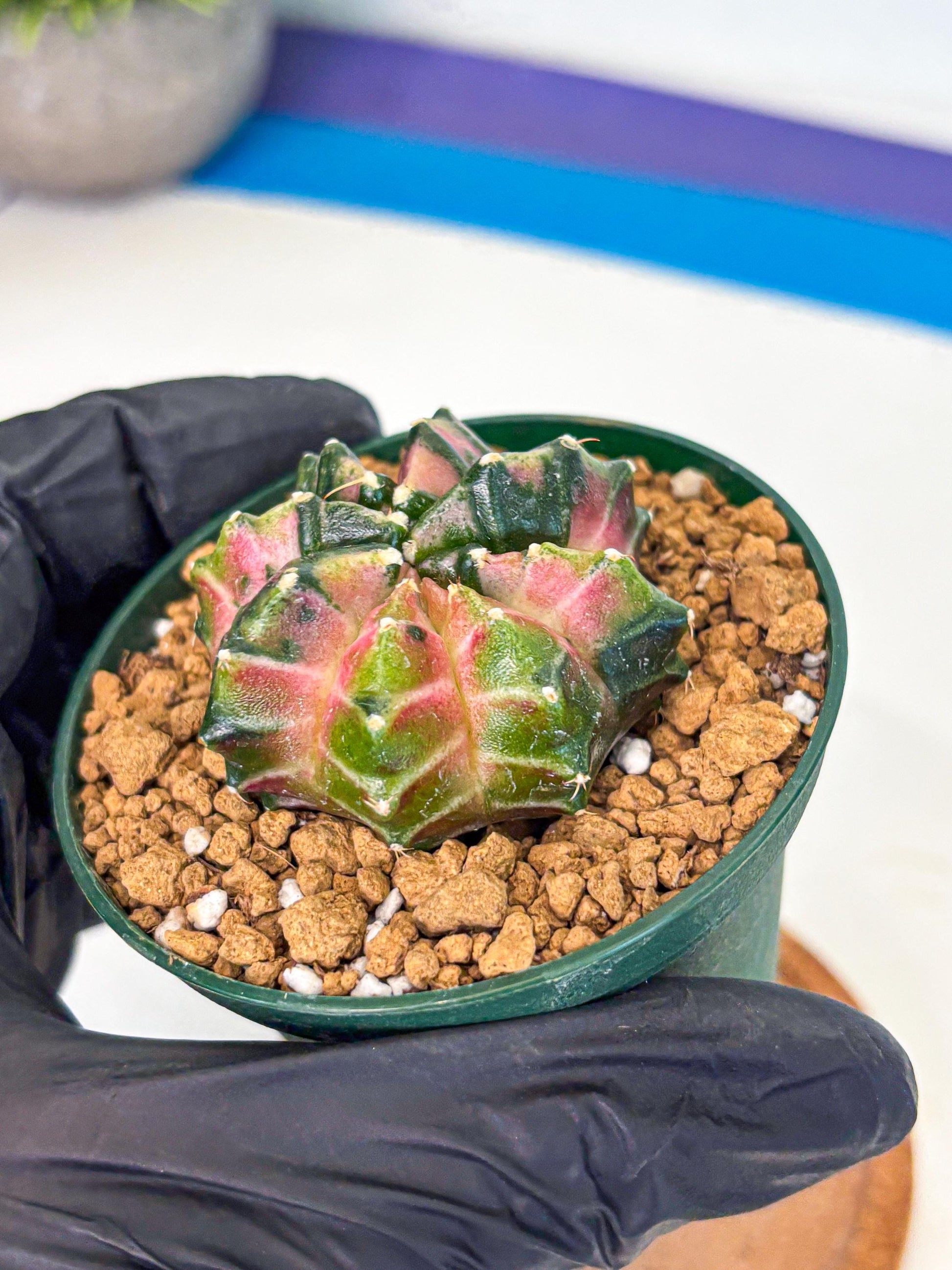 Gymnocalycium Neon (gy13) (p4) | Rare Cactus