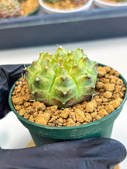 Gymnocalycium Neon (gy13) (p5) | Rare Cactus