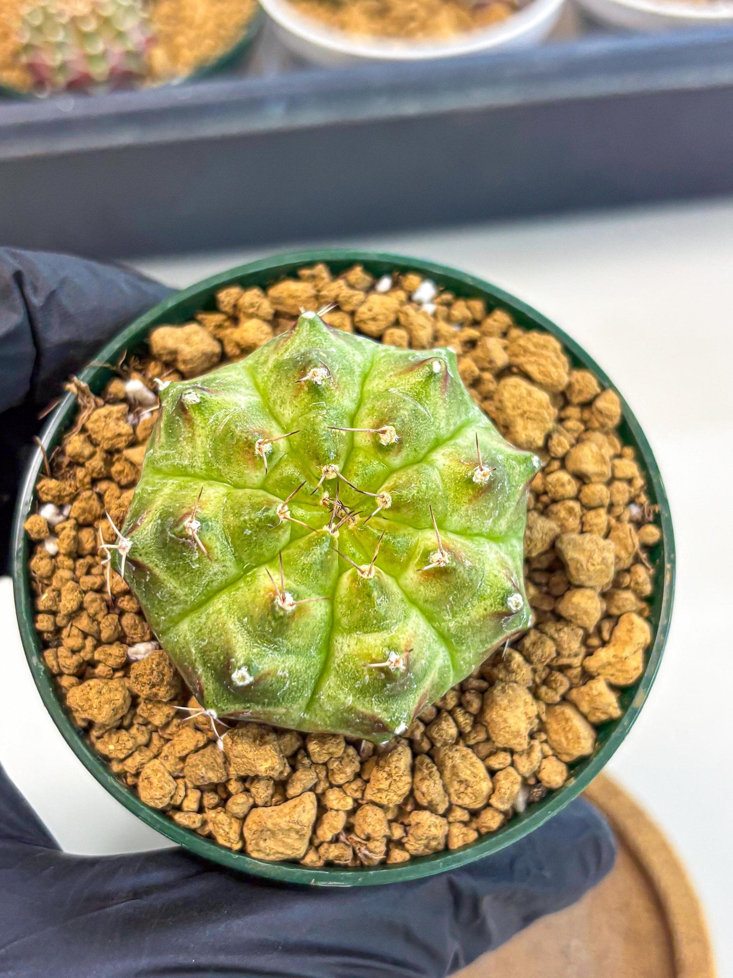 Gymnocalycium Neon (gy13) (p5) | Rare Cactus