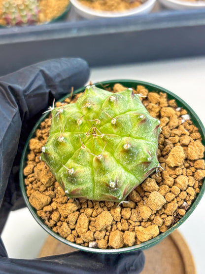 Gymnocalycium Neon (gy13) (p5) | Rare Cactus