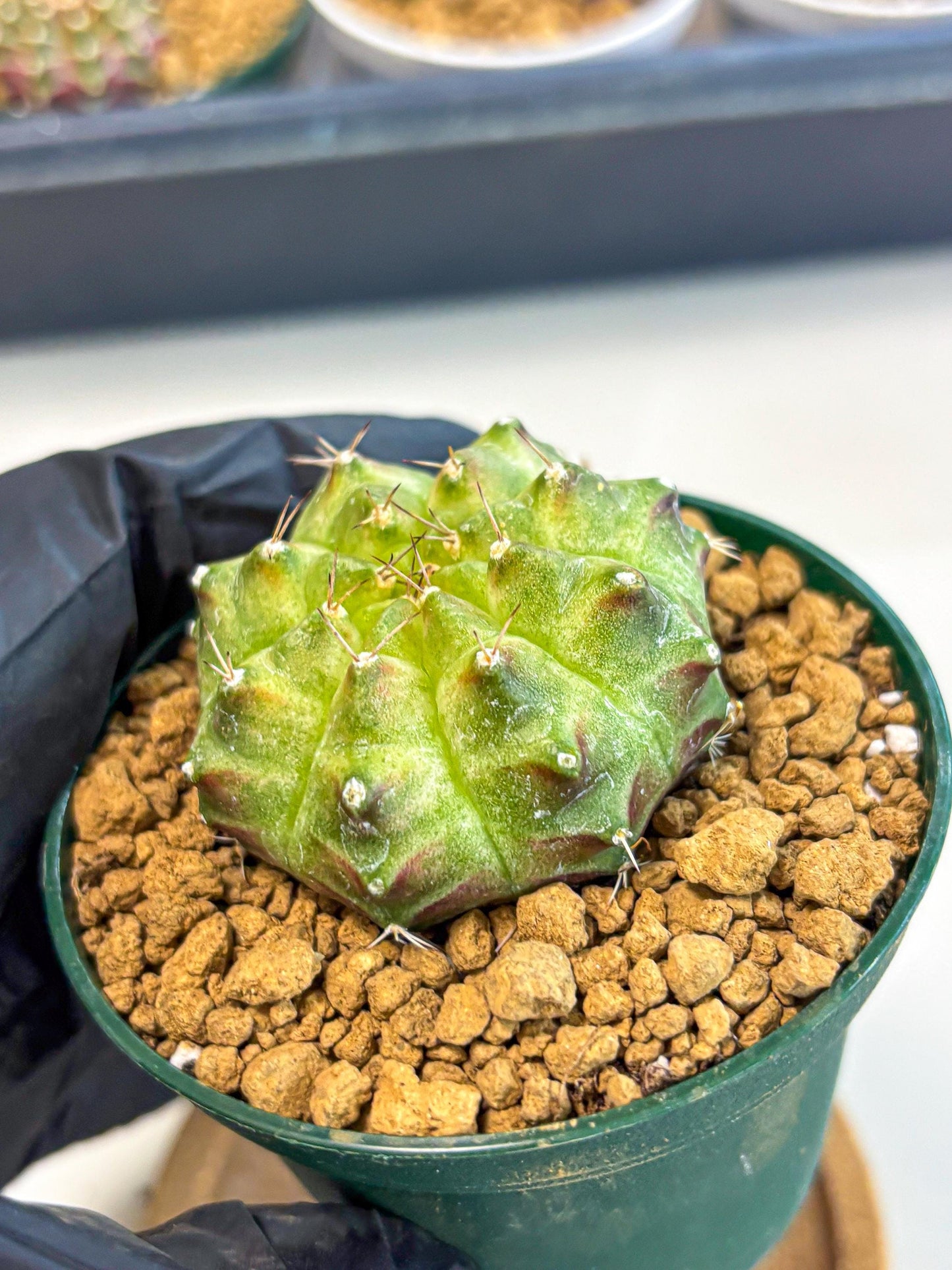 Gymnocalycium Neon (gy13) (p5) | Rare Cactus
