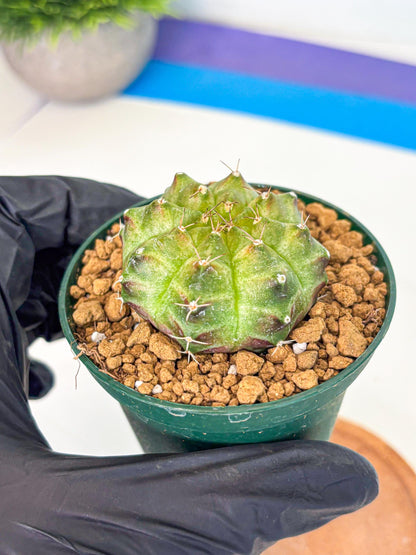 Gymnocalycium Neon (gy13) (p5) | Rare Cactus