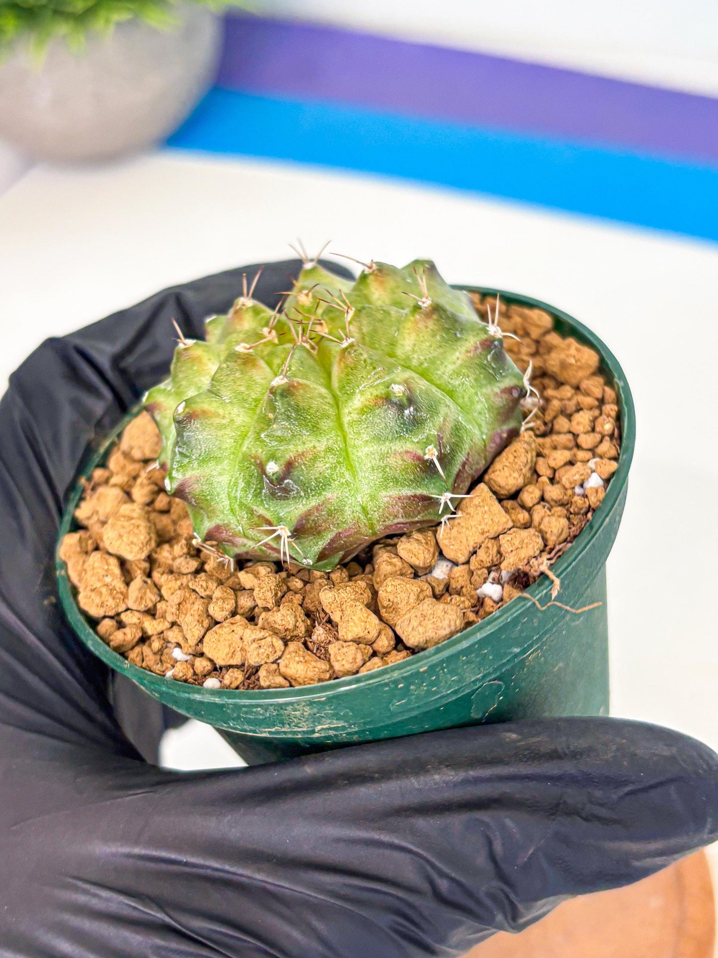 Gymnocalycium Neon (gy13) (p5) | Rare Cactus