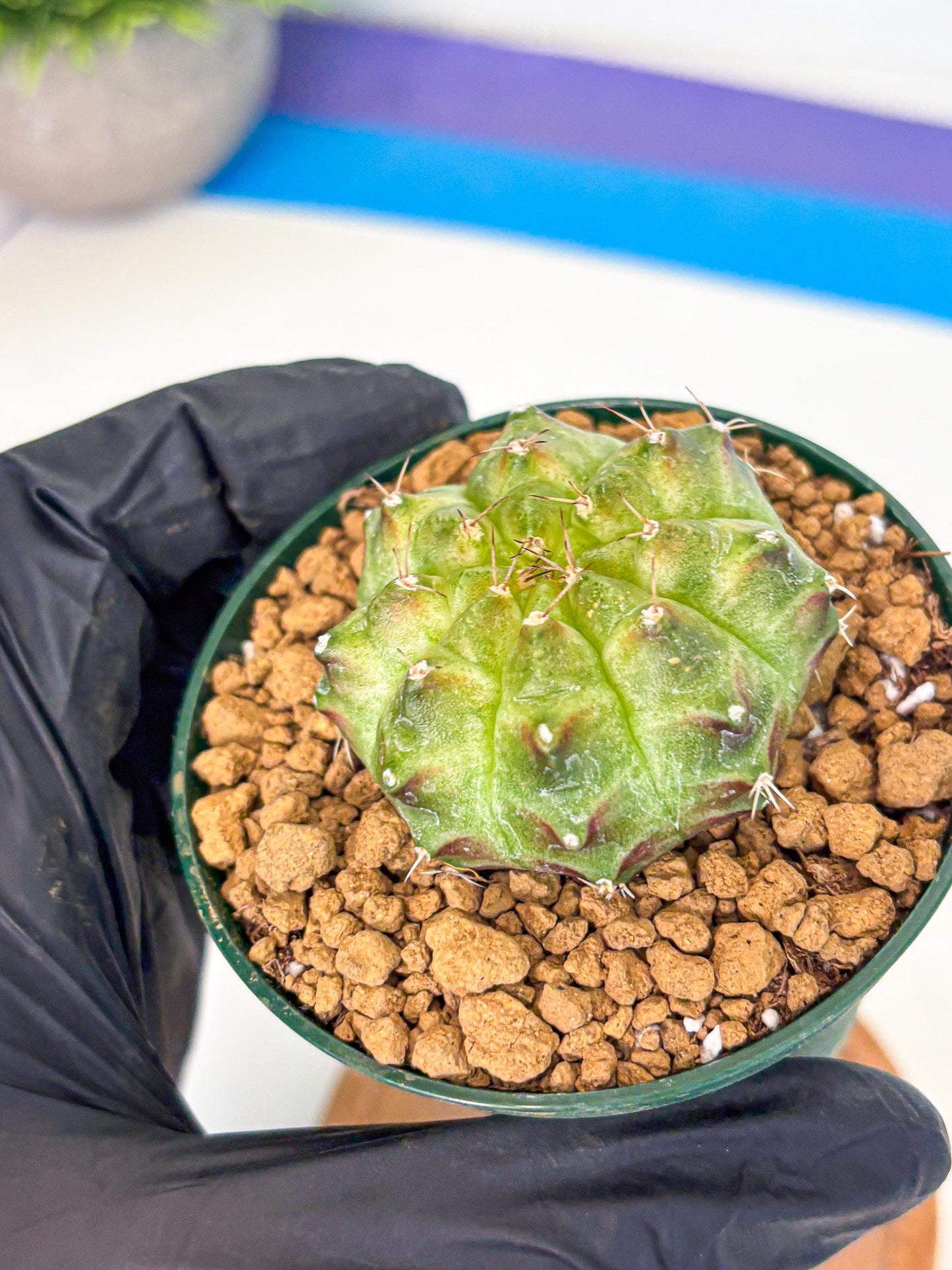 Gymnocalycium Neon (gy13) (p5) | Rare Cactus