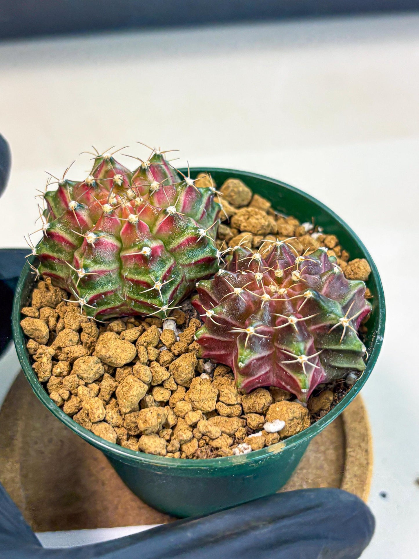 Gymnocalycium Neon (gy13) (p6) | Rare Cactus