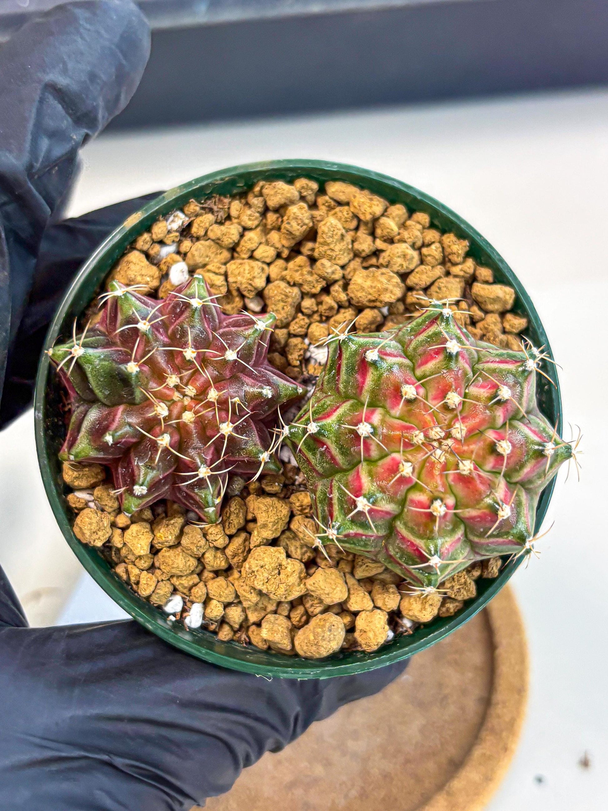 Gymnocalycium Neon (gy13) (p6) | Rare Cactus