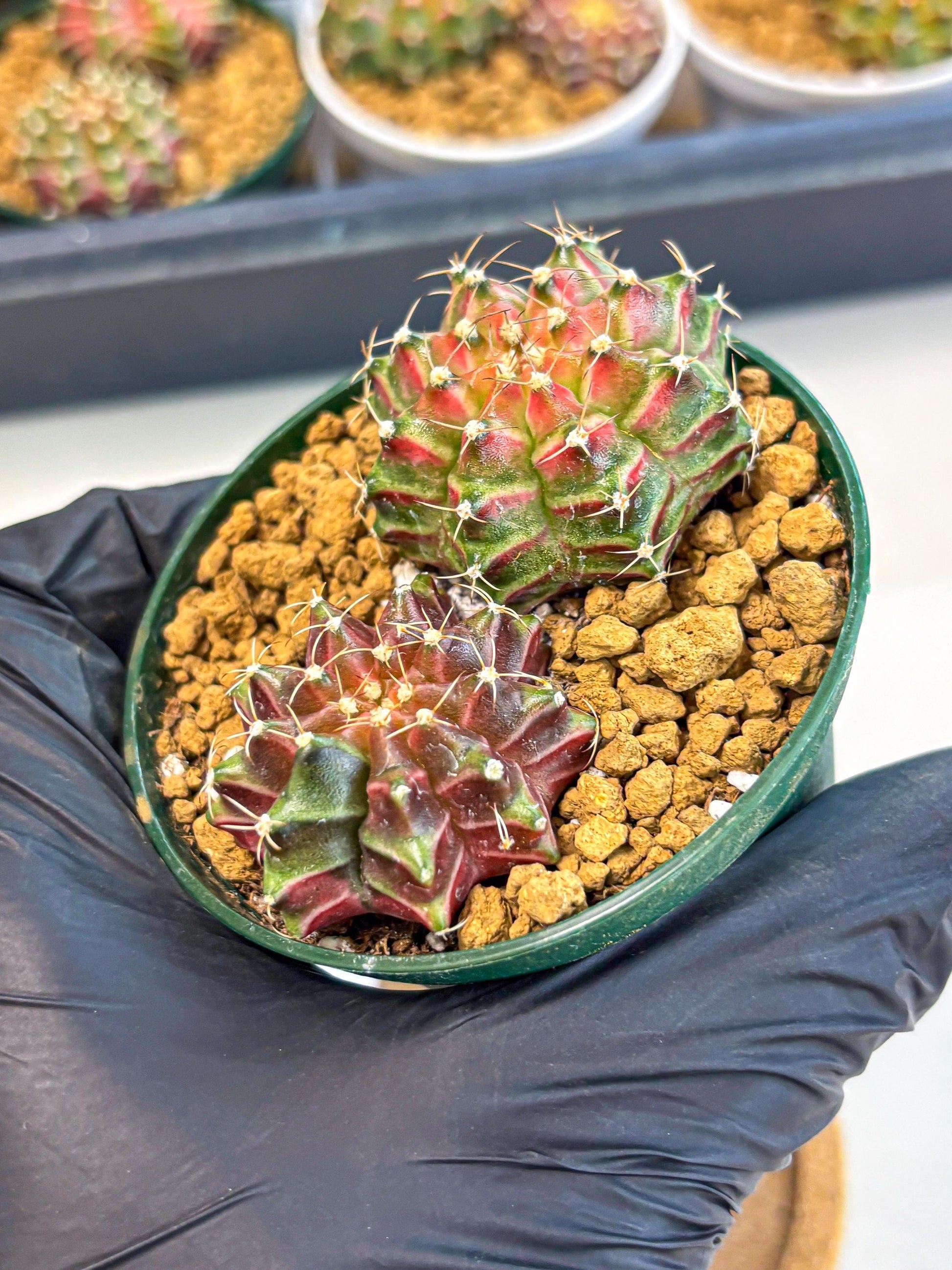 Gymnocalycium Neon (gy13) (p6) | Rare Cactus