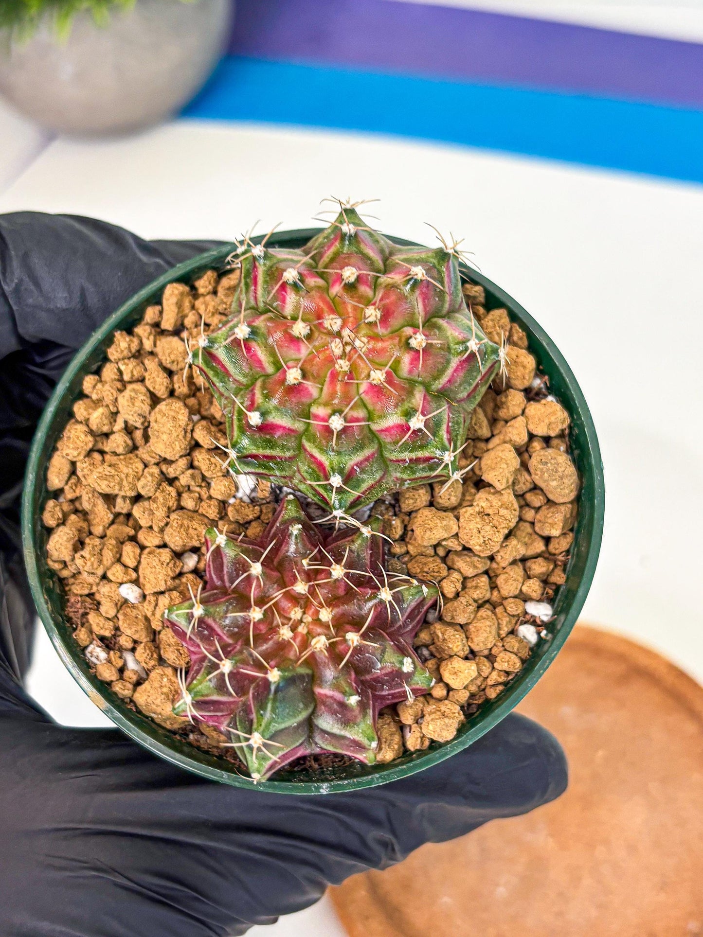 Gymnocalycium Neon (gy13) (p6) | Rare Cactus