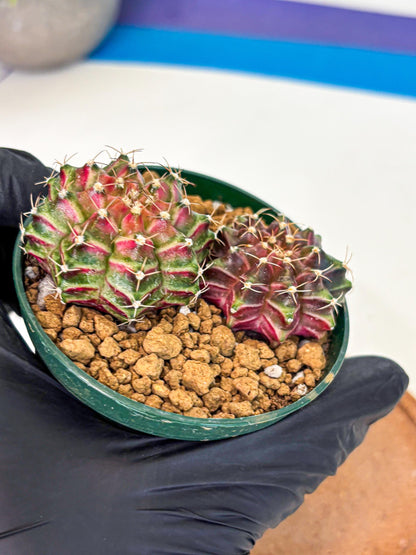 Gymnocalycium Neon (gy13) (p6) | Rare Cactus