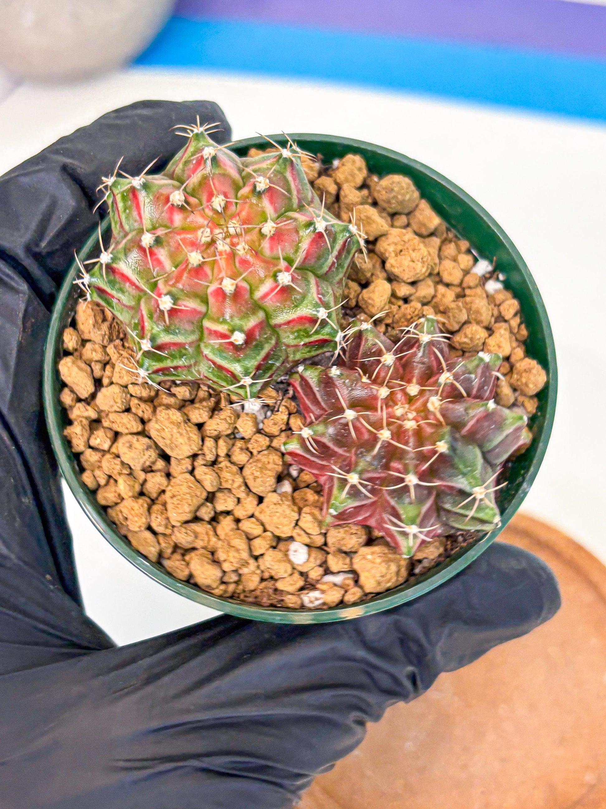Gymnocalycium Neon (gy13) (p6) | Rare Cactus