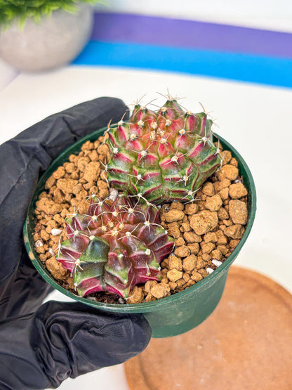 Gymnocalycium Neon (gy13) (p6) | Rare Cactus