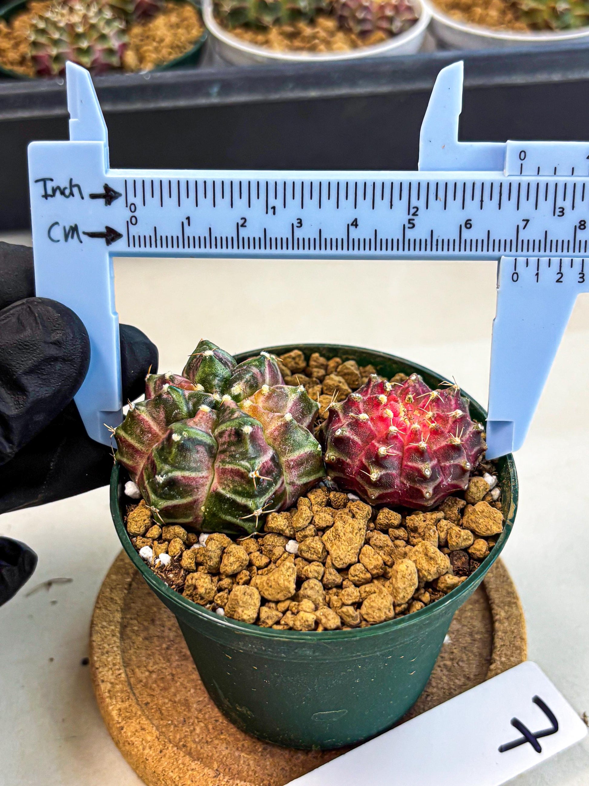 Gymnocalycium Neon (gy13) (p7) | Rare Cactus