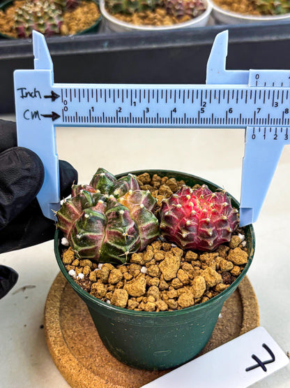 Gymnocalycium Neon (gy13) (p7) | Rare Cactus