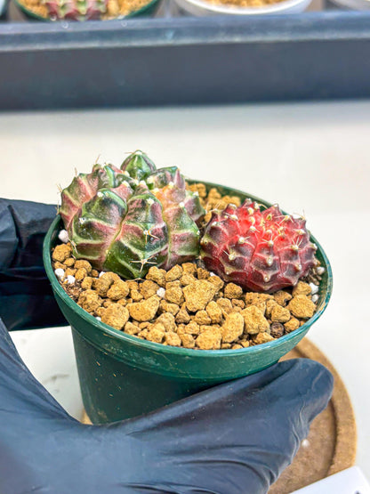 Gymnocalycium Neon (gy13) (p7) | Rare Cactus