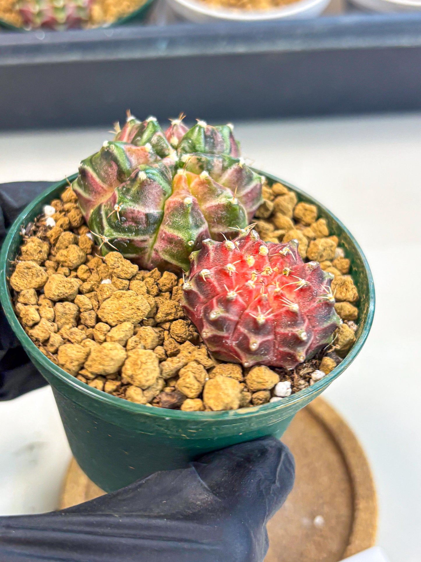 Gymnocalycium Neon (gy13) (p7) | Rare Cactus