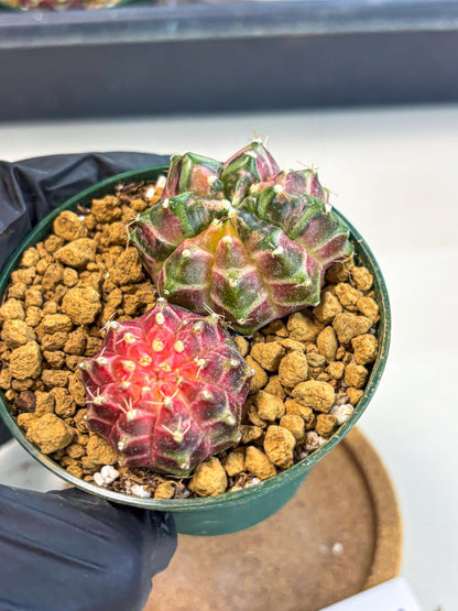 Gymnocalycium Neon (gy13) (p7) | Rare Cactus