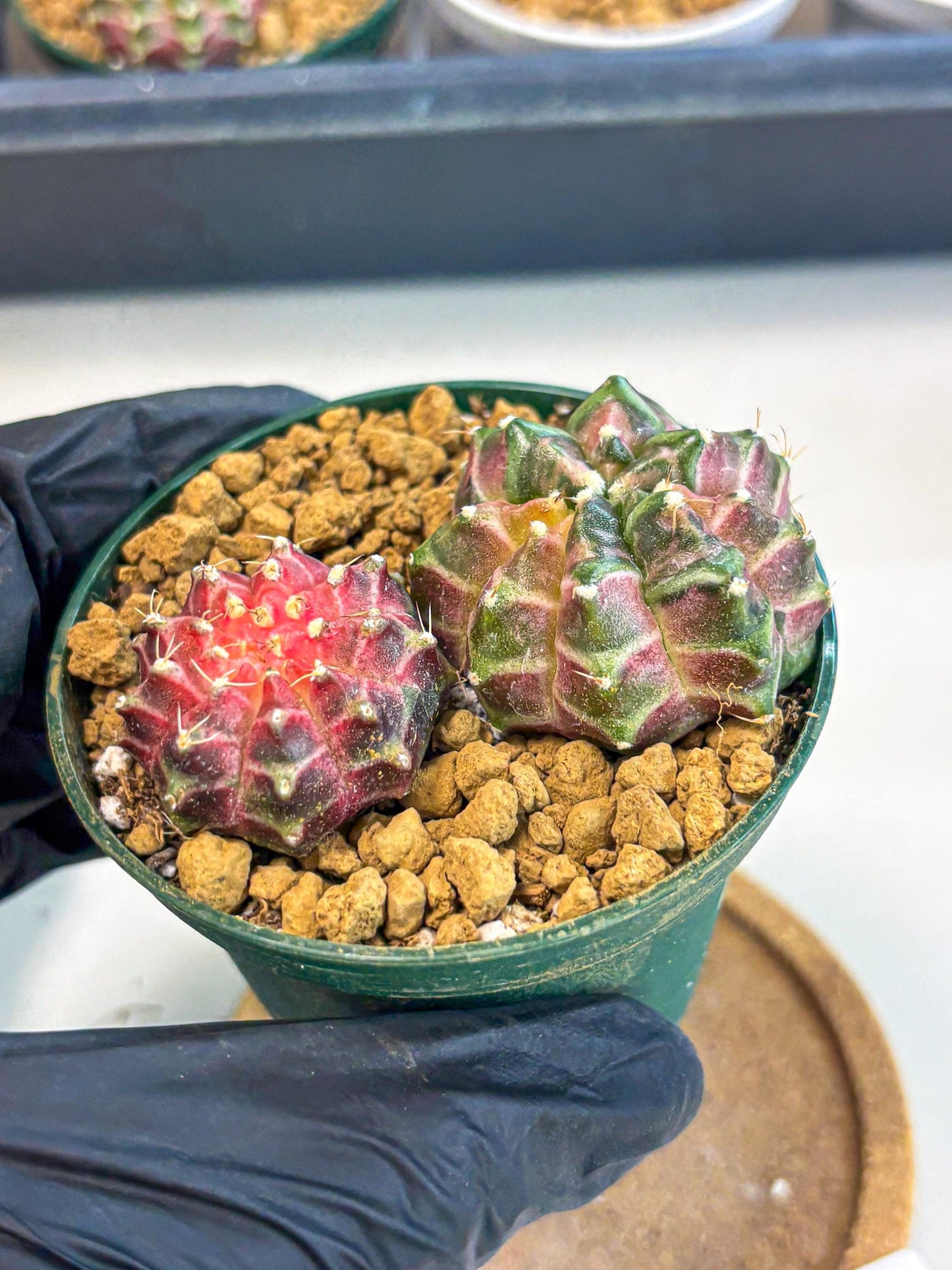 Gymnocalycium Neon (gy13) (p7) | Rare Cactus