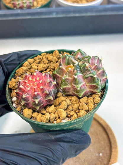 Gymnocalycium Neon (gy13) (p7) | Rare Cactus