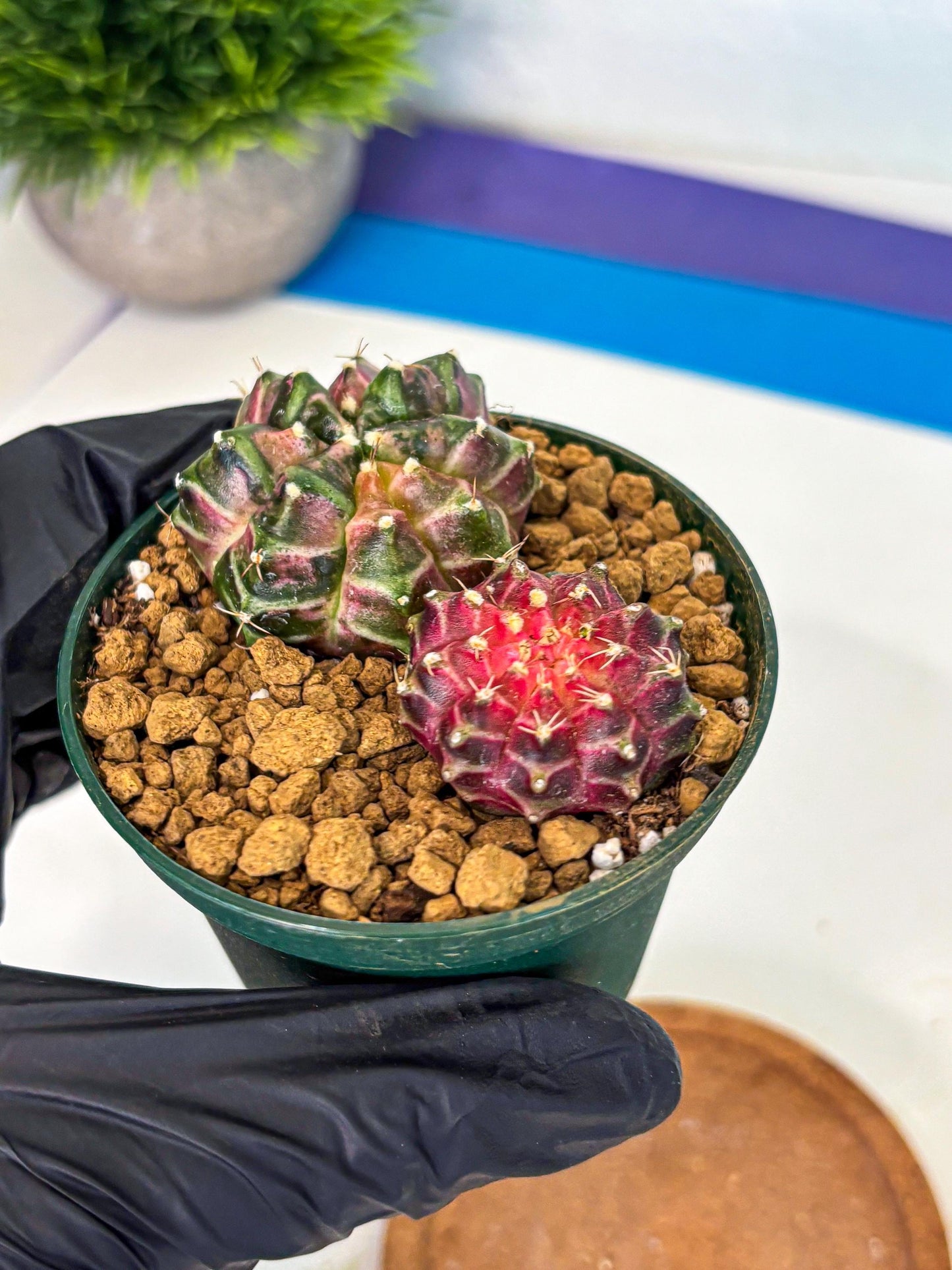 Gymnocalycium Neon (gy13) (p7) | Rare Cactus