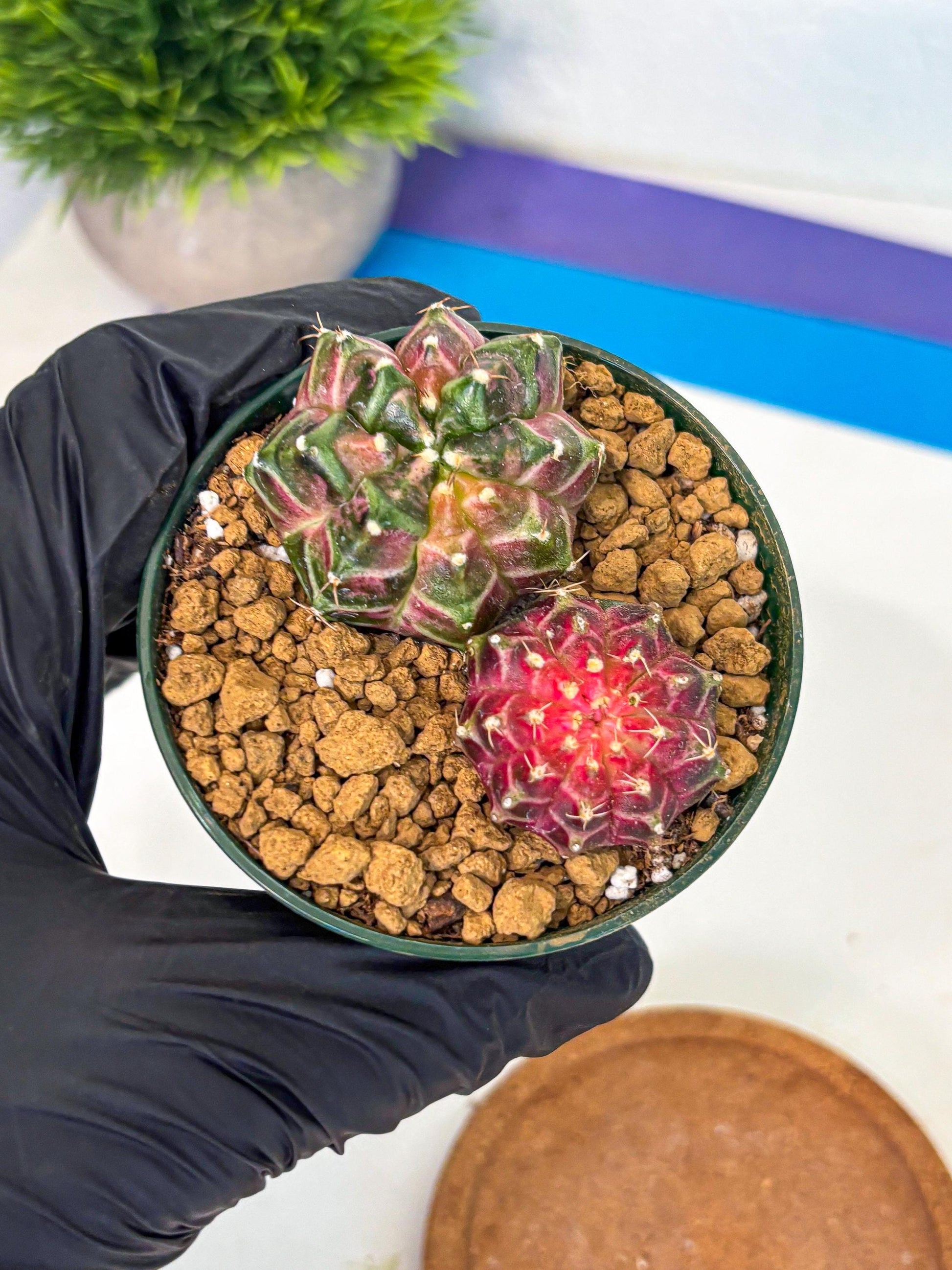 Gymnocalycium Neon (gy13) (p7) | Rare Cactus