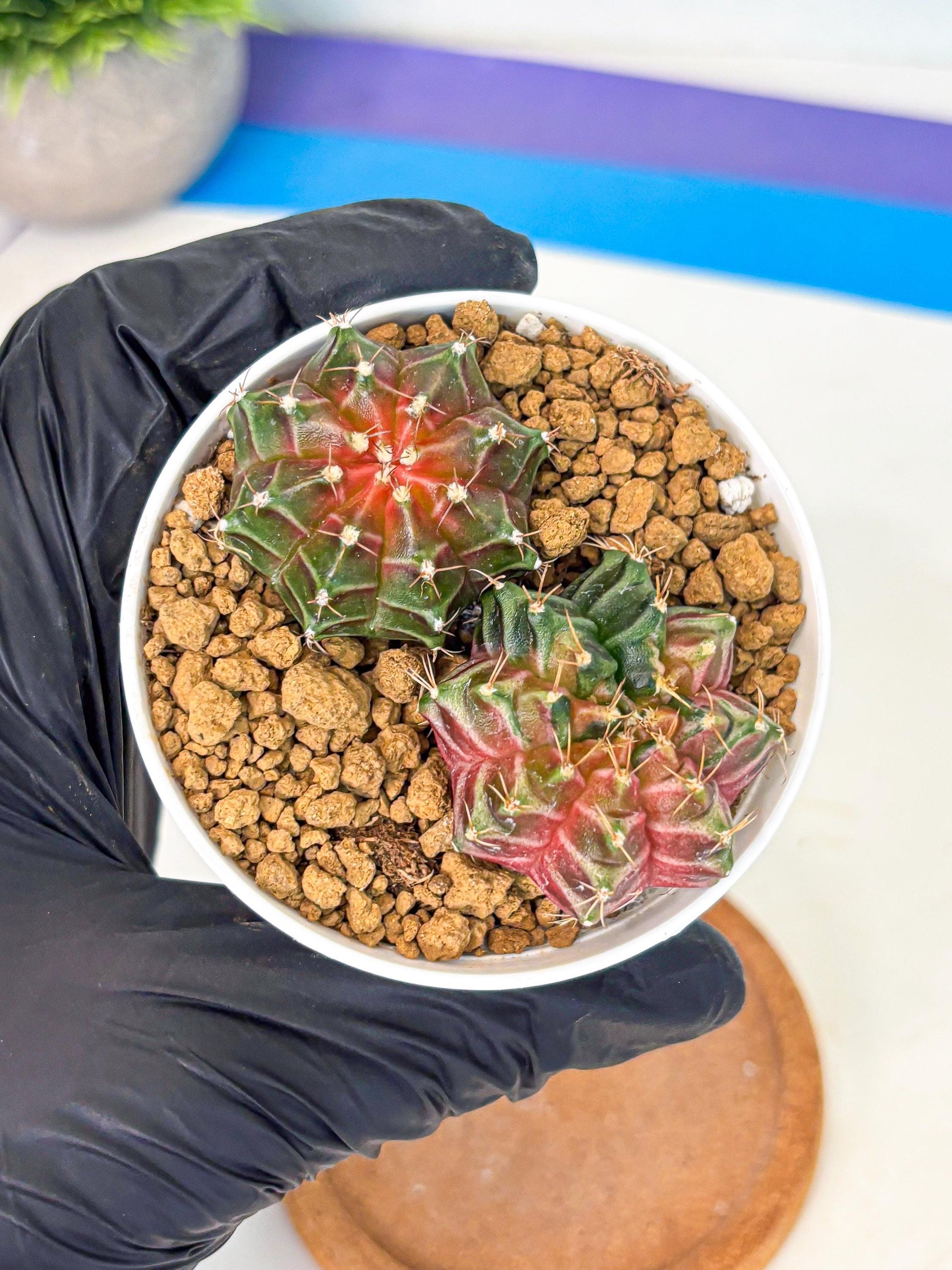 Gymnocalycium Neon (gy13) (g1) | Rare Cactus