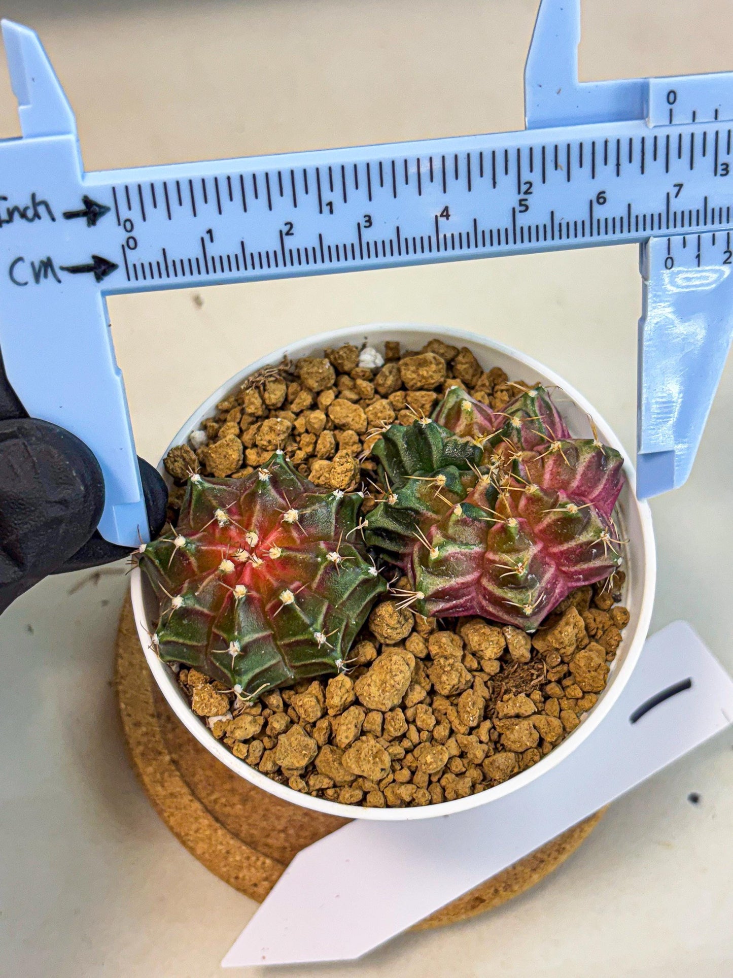 Gymnocalycium Neon (gy13) (g1) | Rare Cactus