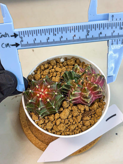 Gymnocalycium Neon (gy13) (g1) | Rare Cactus