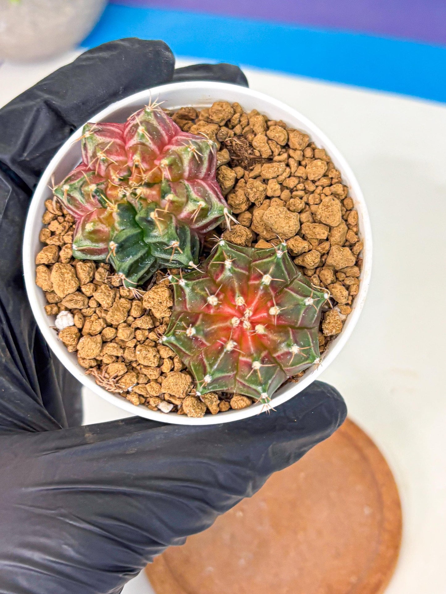 Gymnocalycium Neon (gy13) (g1) | Rare Cactus