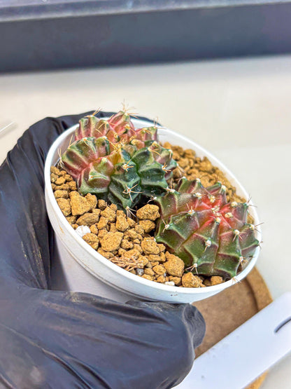 Gymnocalycium Neon (gy13) (g1) | Rare Cactus