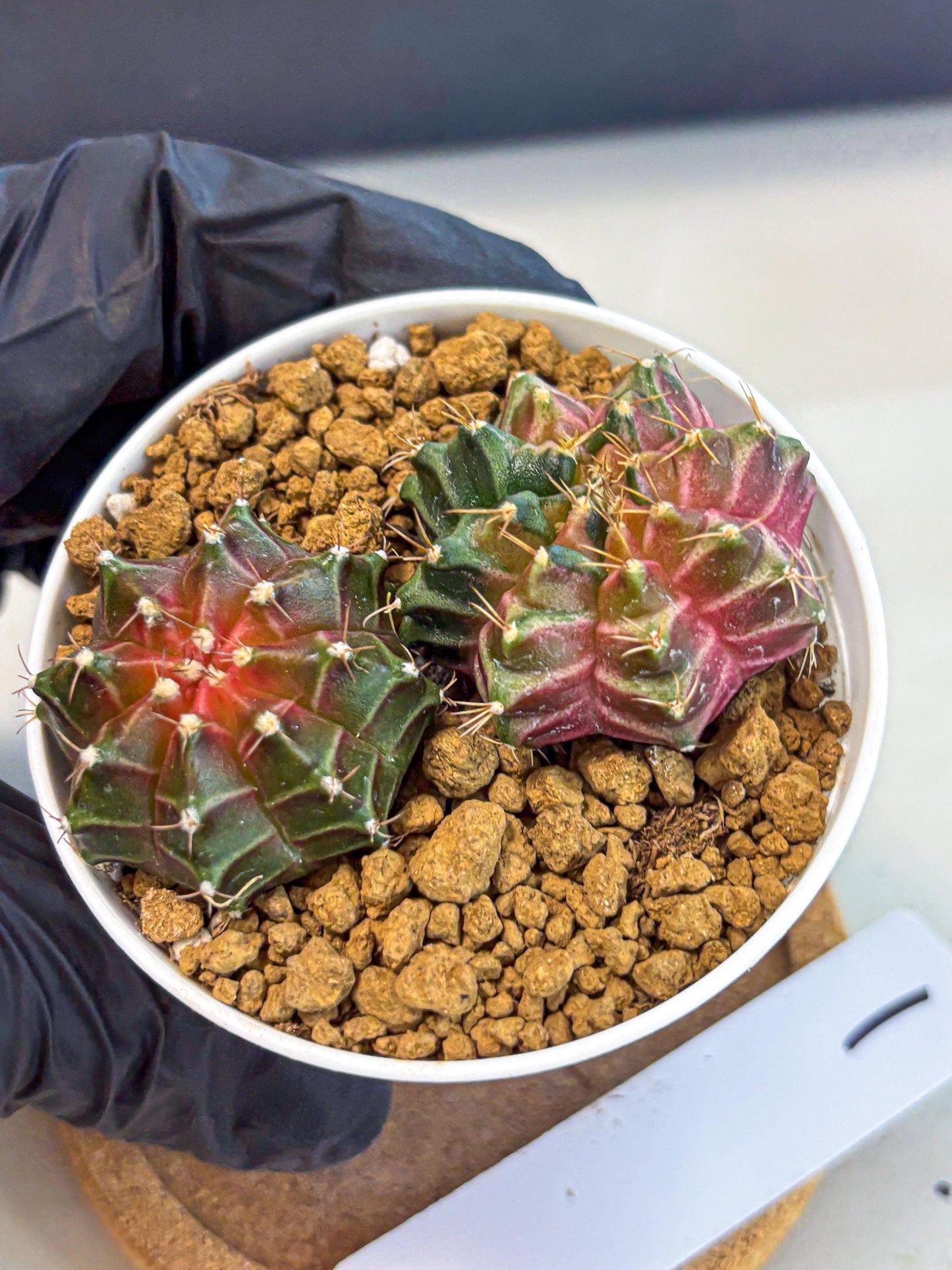 Gymnocalycium Neon (gy13) (g1) | Rare Cactus