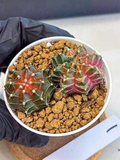 Gymnocalycium Neon (gy13) (g1) | Rare Cactus