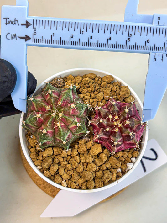 Gymnocalycium Neon (gy13) (g2) | Rare Cactus