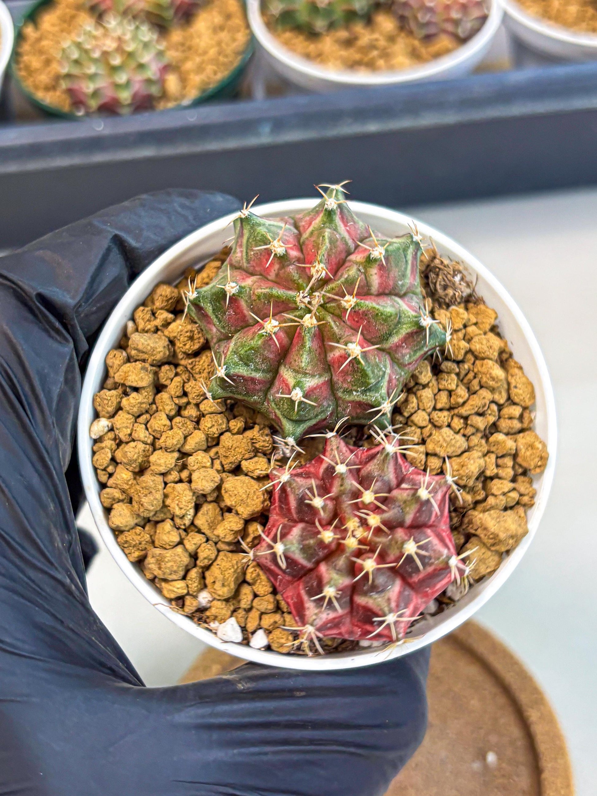 Gymnocalycium Neon (gy13) (g2) | Rare Cactus